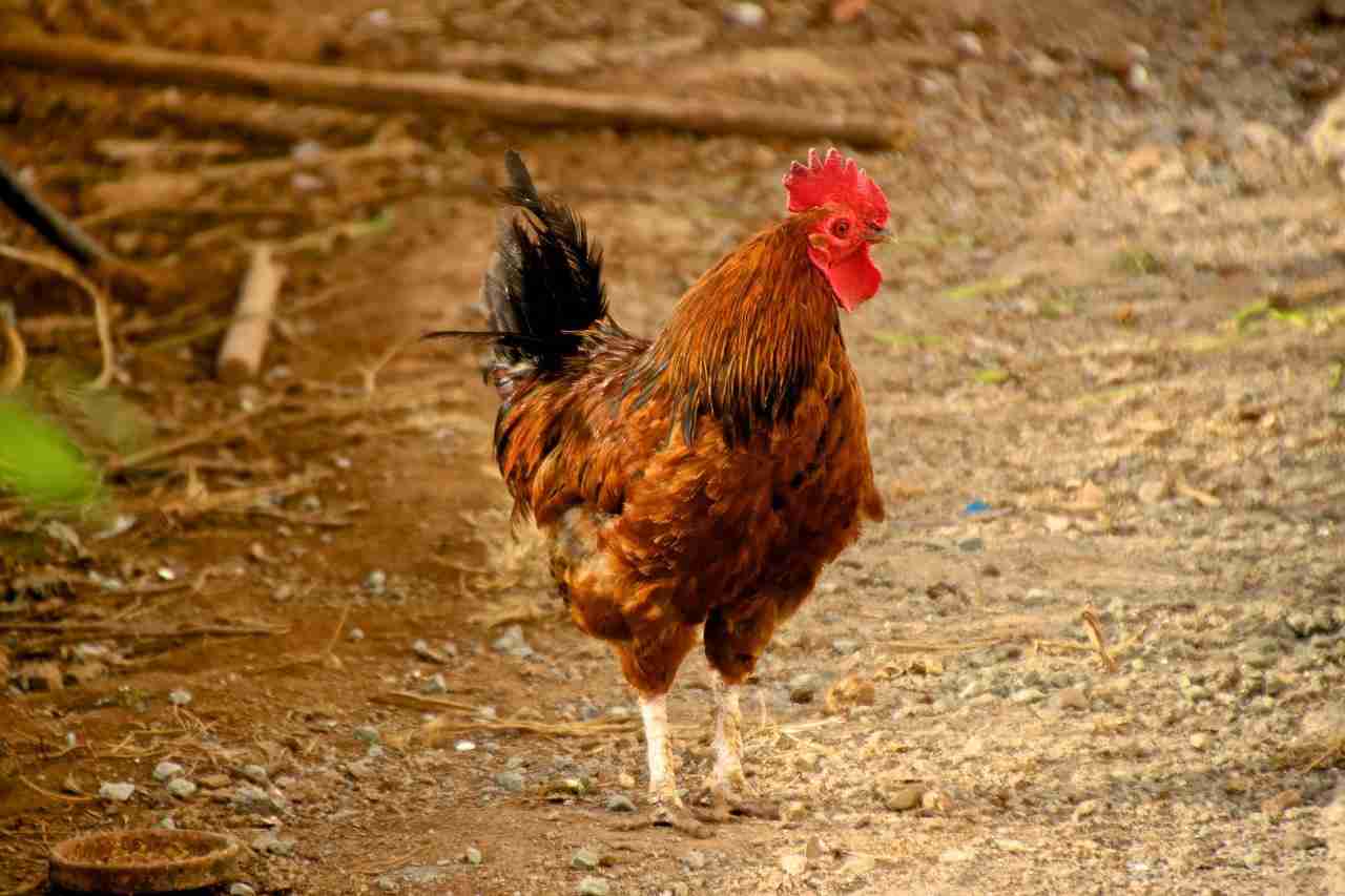 Abreuvoir poules guide complet anti-saleté et anti-gel