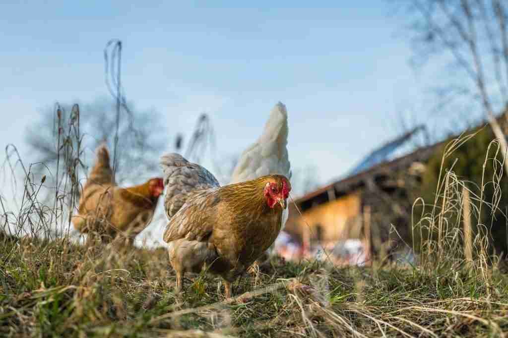 Choisir un abreuvoir pour poules propre et durable