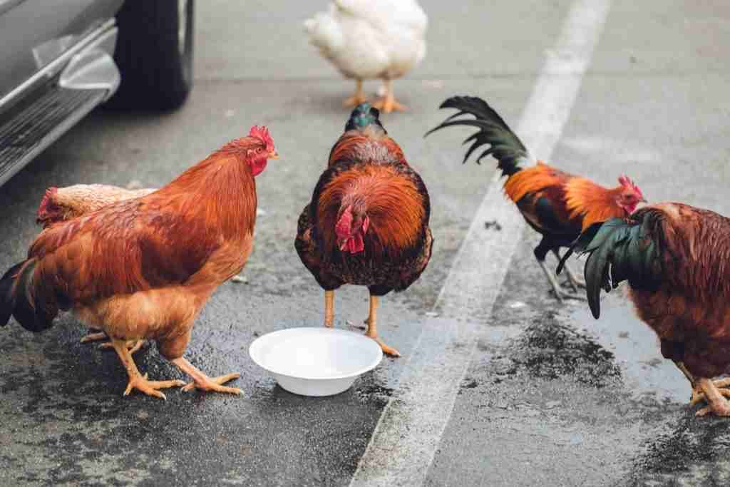 Bien choisir un abreuvoir poule pratique et durable