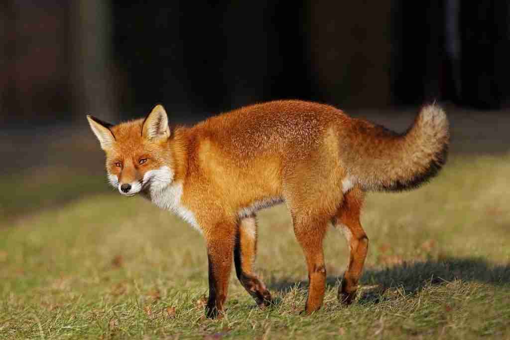 Protéger son poulailler des renards efficacement