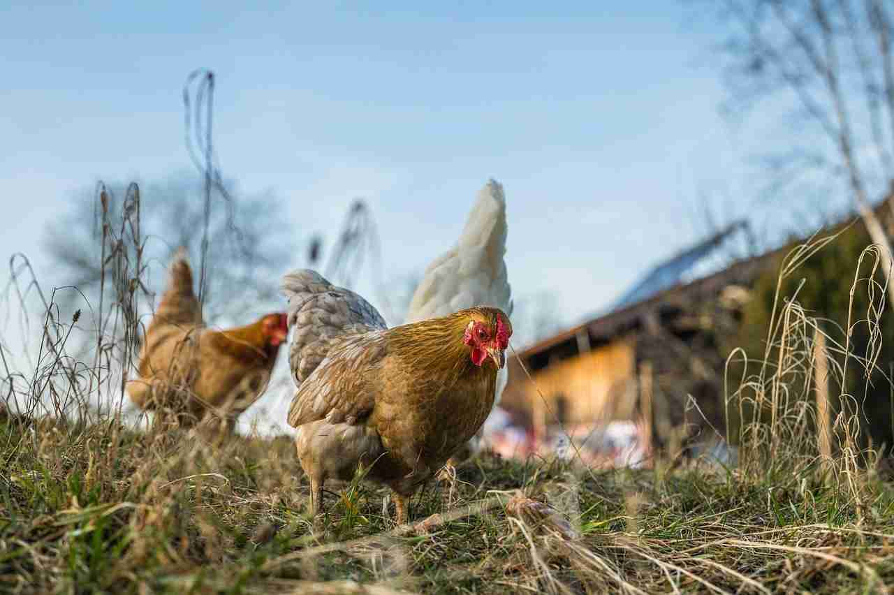 Protéger son poulailler des renards efficacement