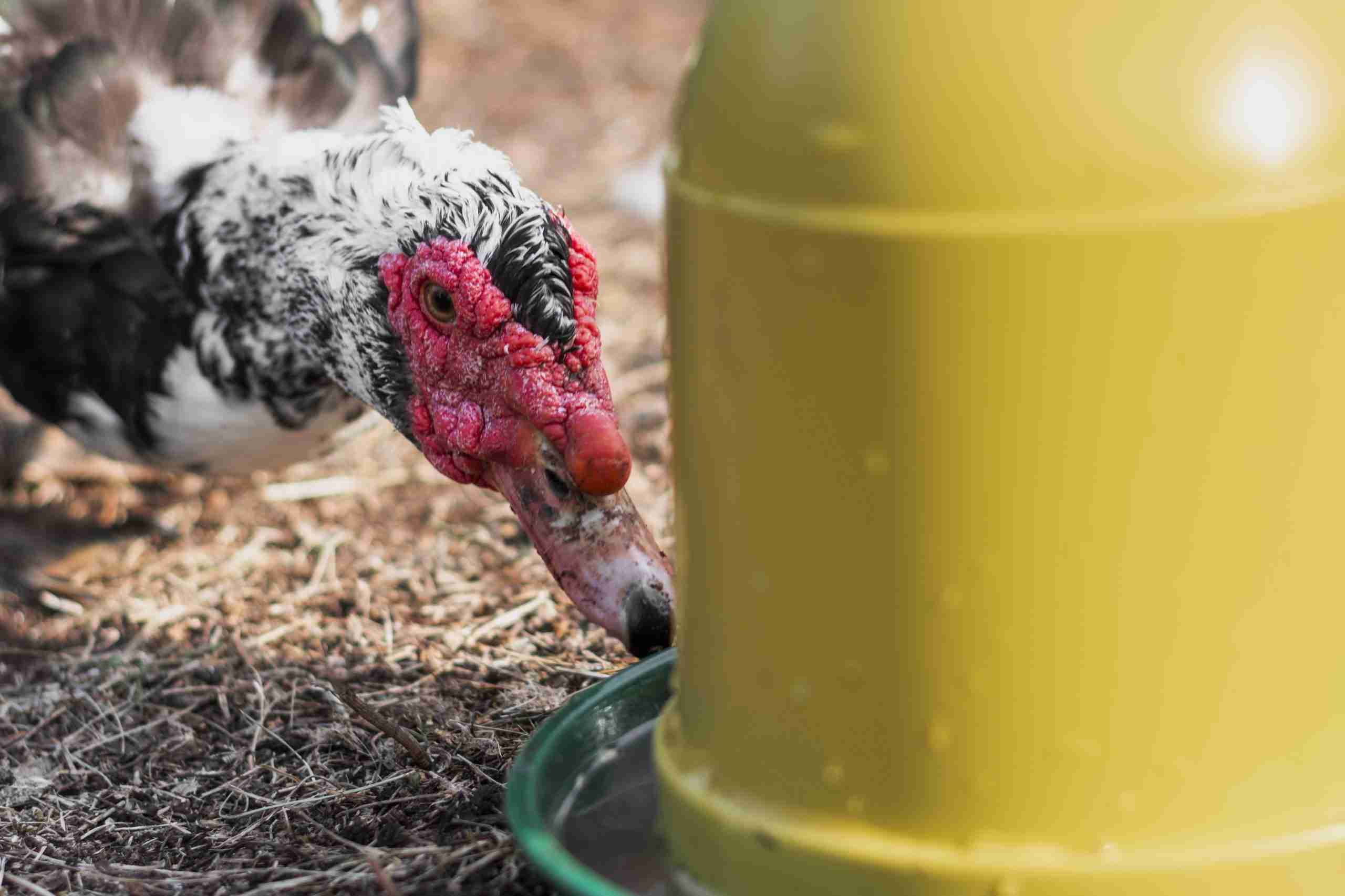 abreuvoir automatique pour poules