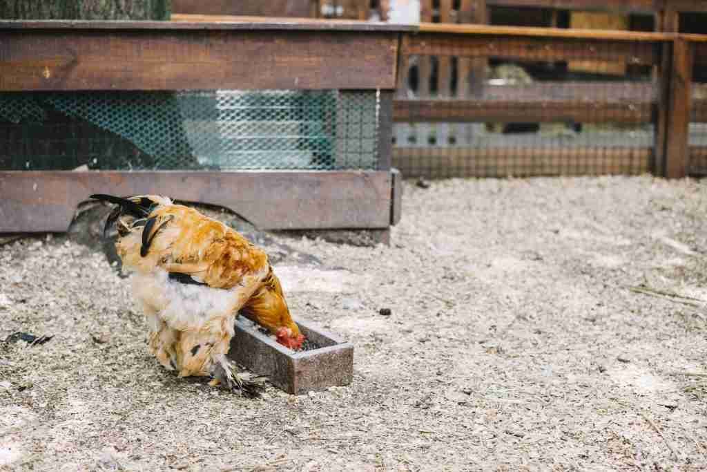 abreuvoir automatique pour poules
