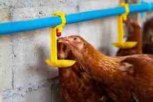 Guide 2026 du meilleur abreuvoir poule anti-gel